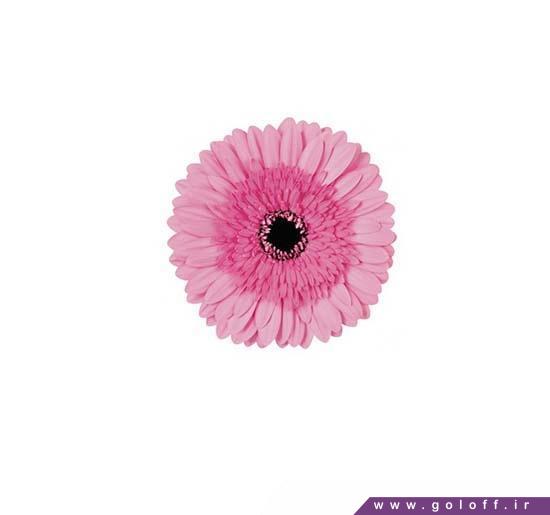 گل فروشی اینترنتی - گل ژربرا موزات - Gerbera | گل آف